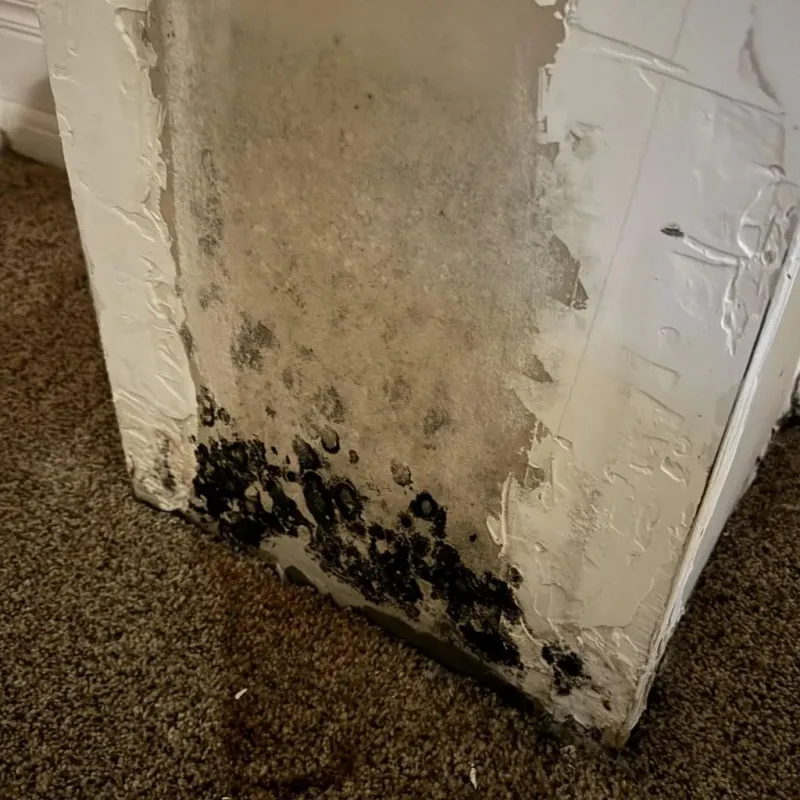 Professional Mold Removal in Parkway, CA